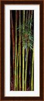 Close-up of bamboos, Kanapaha Botanical Gardens, Gainesville, Florida, USA Fine Art Print