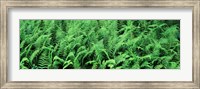Ferns in a forest, Adirondack Mountains, Old Forge, Herkimer County, New York State, USA Fine Art Print