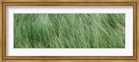 Grass in the field, Adirondack Mountains, New York State, USA Fine Art Print