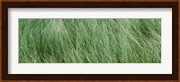 Grass in the field, Adirondack Mountains, New York State, USA Fine Art Print