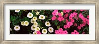 Close-up of pink and white flowers Fine Art Print