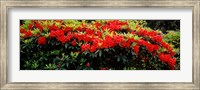 Red Rhododendrons, Shore Acres State Park, Coos Bay, Oregon Fine Art Print