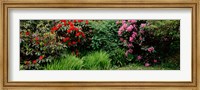 Rhododendrons plants in a garden, Shore Acres State Park, Coos Bay, Oregon Fine Art Print