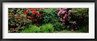 Rhododendrons plants in a garden, Shore Acres State Park, Coos Bay, Oregon Fine Art Print