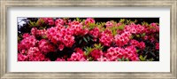 Pink Rhododendrons plants in a garden, Coos Bay, Oregon Fine Art Print