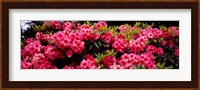 Pink Rhododendrons plants in a garden, Coos Bay, Oregon Fine Art Print