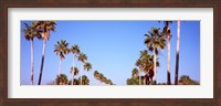 Low angle view of palm trees, Fort De Soto Par, Gulf Coast, Florida, USA Fine Art Print