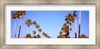 Low angle view of palm trees, Fort De Soto Par, Gulf Coast, Florida, USA Fine Art Print