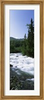 River flowing through a forest, Little Susitna River, Hatcher Pass, Talkeetna Mountains, Alaska, USA Fine Art Print