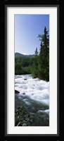 River flowing through a forest, Little Susitna River, Hatcher Pass, Talkeetna Mountains, Alaska, USA Fine Art Print