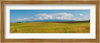 Rapeseed field, Route de Manosque, Plateau de Valensole, Alpes-de-Haute-Provence, Provence-Alpes-Cote d'Azur, France Fine Art Print