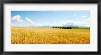 Wheat field near D8, Brunet, Plateau de Valensole, Alpes-de-Haute-Provence, Provence-Alpes-Cote d'Azur, France Fine Art Print