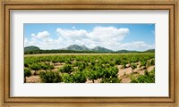 Vineyard, Les Baux de Provence, Eyguieres, Bouches-du-Rhone, Provence-Alpes-Cote d'Azur, France Fine Art Print