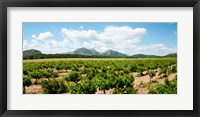 Vineyard, Les Baux de Provence, Eyguieres, Bouches-du-Rhone, Provence-Alpes-Cote d'Azur, France Fine Art Print