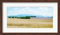 Wheat field near D8, Plateau de Valensole, Alpes-de-Haute-Provence, Provence-Alpes-Cote d'Azur, France Fine Art Print