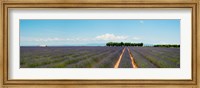 Lavender fields, Route de Digne, Plateau de Valensole, Alpes-de-Haute-Provence, Provence-Alpes-Cote d'Azur, France Fine Art Print