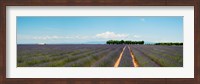 Lavender fields, Route de Digne, Plateau de Valensole, Alpes-de-Haute-Provence, Provence-Alpes-Cote d'Azur, France Fine Art Print