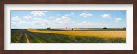 Lavender and wheat fields, Plateau de Valensole, Alpes-de-Haute-Provence, Provence-Alpes-Cote d'Azur, France Fine Art Print