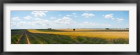 Lavender and wheat fields, Plateau de Valensole, Alpes-de-Haute-Provence, Provence-Alpes-Cote d'Azur, France Fine Art Print