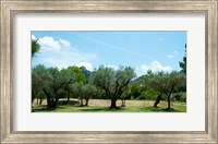 Olive trees in front of the ancient Monastere Saint-Paul-De-Mausole, St.-Remy-De-Provence, Provence-Alpes-Cote d'Azur, France Fine Art Print