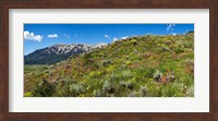 Flowers and whetstone on hillside, Mt Vista, Colorado, USA Fine Art Print