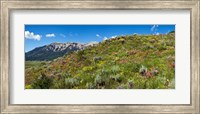 Flowers and whetstone on hillside, Mt Vista, Colorado, USA Fine Art Print