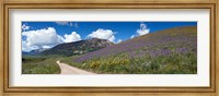 Brush Creek Road and hillside of sunflowers and purple larkspur flowers, Colorado, USA Fine Art Print