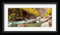 Cottonwood trees and rocks along Virgin River, Zion National Park, Springdale, Utah, USA Fine Art Print
