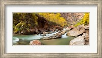 Cottonwood trees and rocks along Virgin River, Zion National Park, Springdale, Utah, USA Fine Art Print