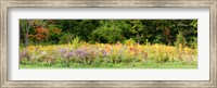 Colorful meadow with wild flowers during autumn, Ontario, Canada Fine Art Print