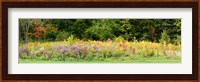 Colorful meadow with wild flowers during autumn, Ontario, Canada Fine Art Print