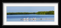 White pelicans on Sanibel Island, Florida, USA Fine Art Print