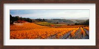 Vineyards in the late afternoon autumn light, Provence-Alpes-Cote d'Azur, France Fine Art Print