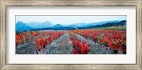 Vineyards in autumn, Provence-Alpes-Cote d'Azur, France Fine Art Print