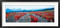 Vineyards in autumn, Provence-Alpes-Cote d'Azur, France Fine Art Print