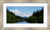 River flowing through a forest, Queets Rainforest, Olympic National Park, Washington State, USA Fine Art Print