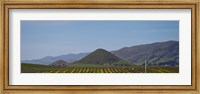 Vineyard with a mountain range in the background, Edna Valley, San Luis Obispo County, California, USA Fine Art Print