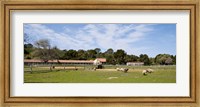 Flock of sheep grazing in a farm, Mission La Purisima Concepcion, Santa Barbara County, California, USA Fine Art Print