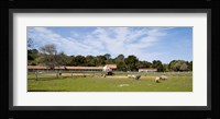 Flock of sheep grazing in a farm, Mission La Purisima Concepcion, Santa Barbara County, California, USA Fine Art Print