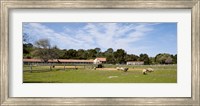 Flock of sheep grazing in a farm, Mission La Purisima Concepcion, Santa Barbara County, California, USA Fine Art Print