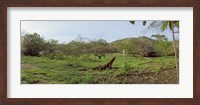 Komodo Dragon (Varanus komodoensis) in a field, Rinca Island, Indonesia Fine Art Print
