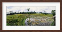 Farmers working in a rice field, Bali, Indonesia Fine Art Print