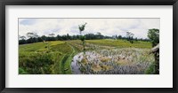 Farmers working in a rice field, Bali, Indonesia Fine Art Print