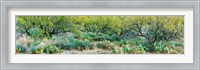 Prickly pear cacti surrounds mesquite trees, Oro Valley, Arizona, USA Fine Art Print
