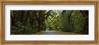 Road passing through a rainforest, Hoh Rainforest, Olympic Peninsula, Washington State, USA Fine Art Print