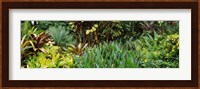 Close-up of plants, Hawaii Fine Art Print