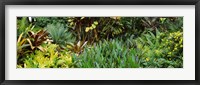Close-up of plants, Hawaii Fine Art Print