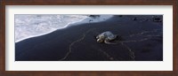 Hawksbill Turtle (Eretmochelys Imbricata) on the beach, Punaluu Beach, Hawaii, USA Fine Art Print