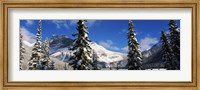 Snow covered trees with mountain range in the background, Emerald Lake, Yoho National Park, Canada Fine Art Print