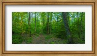 Forest, Great Smoky Mountains National Park, Blount County, Tennessee, USA Fine Art Print
